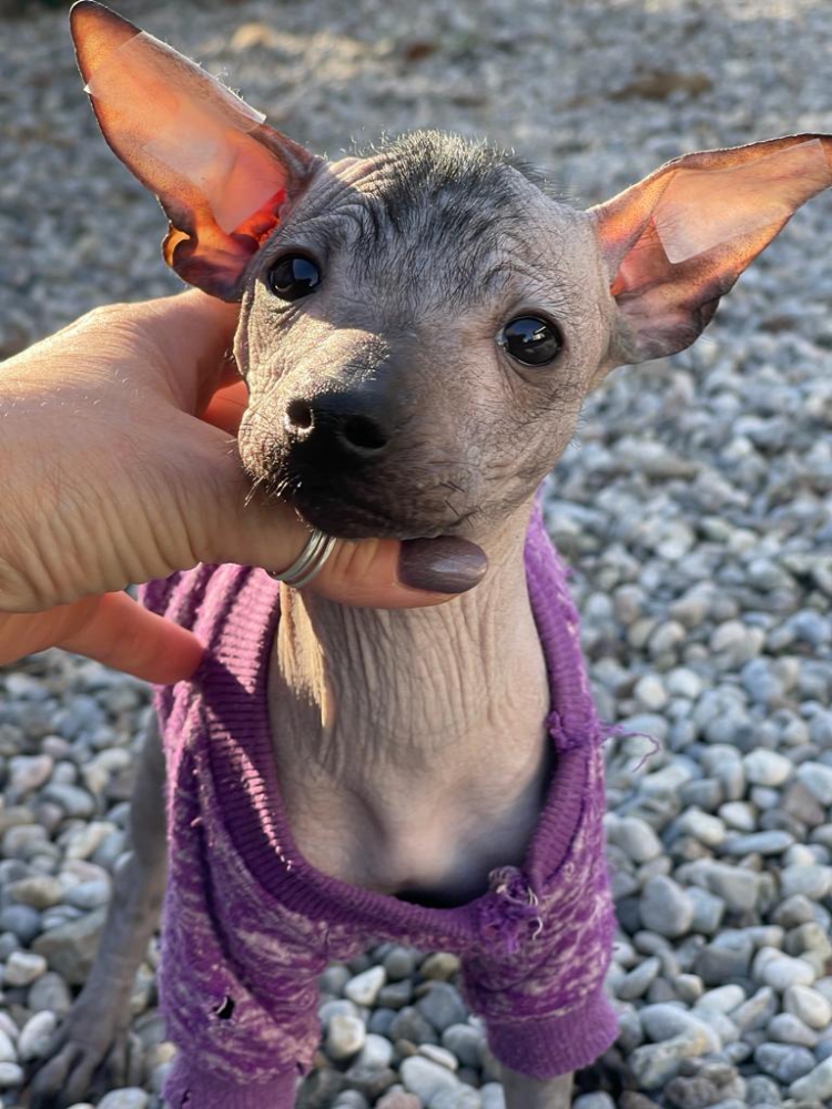 Foto Xoloitzcuintle cane nudo messicano