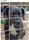 Foto Yoshi 3anni nero dietro la rete la rassegnazione nei suoi occhi SOS SICILIA