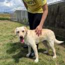 Foto Yuma in adozione