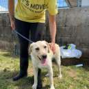 Foto Yuma in adozione