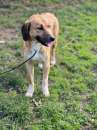 Foto Zelda in adozione