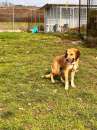 Foto Zelda in adozione Foto Zelda in adozione