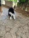 Foto Zorro cucciolo 3 mesi simil border collie