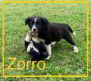 Foto Zorro cucciolo 3 mesi simil border collie